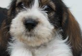Petit basset griffon vendeen pentuja