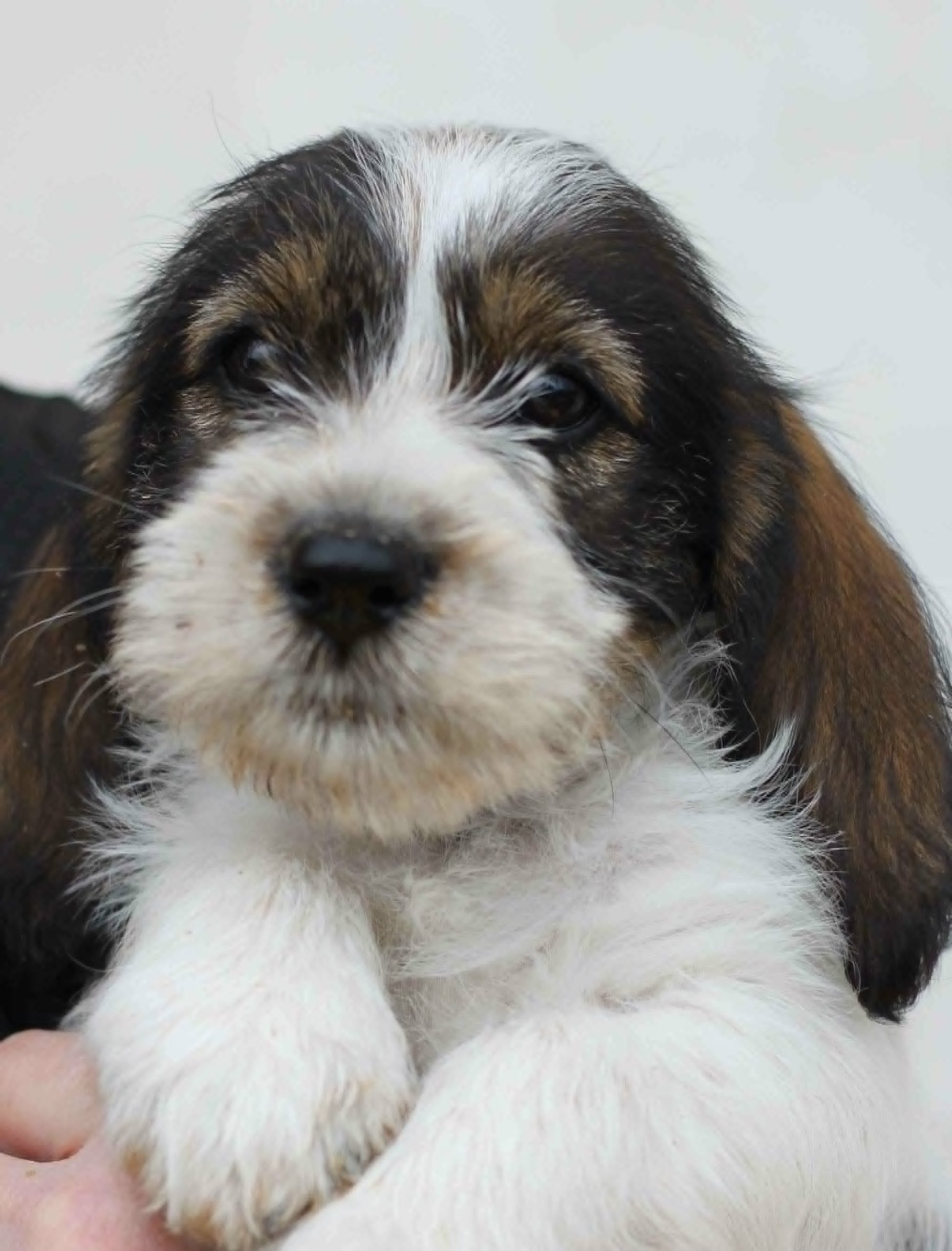 Petit basset griffon vendeen pentuja