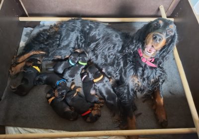 Mum-and-puppies-together-13.5.2026