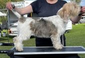 Petit basset griffon vendeen pentuja