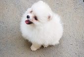 Kauniita pomeranianpentuja