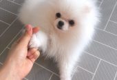 Kauniita pomeranianpentuja