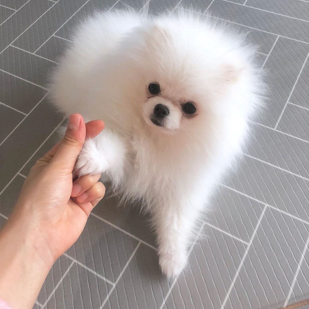 Kauniita pomeranianpentuja