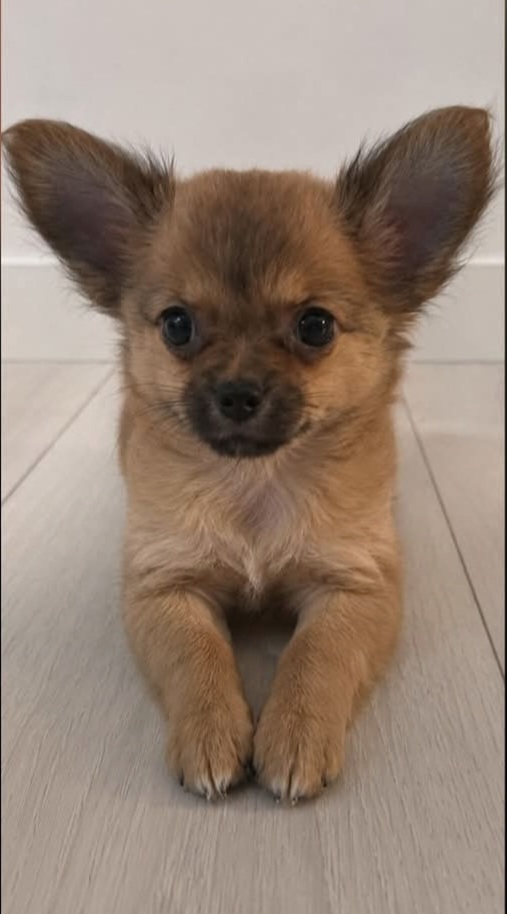 Pitkäkarvaisia chihuahua pentuja 2, urosta ja 1, narttu