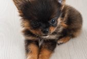 Pitkäkarvaisia chihuahua pentuja 2, urosta ja 1, narttu