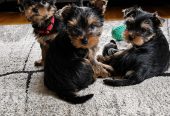 Korkeatasoiset yorkshirenterrierin urospennut (rekisteröity Ruokavirastoon)