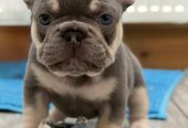 Ranskanbulldogin Pentuja
