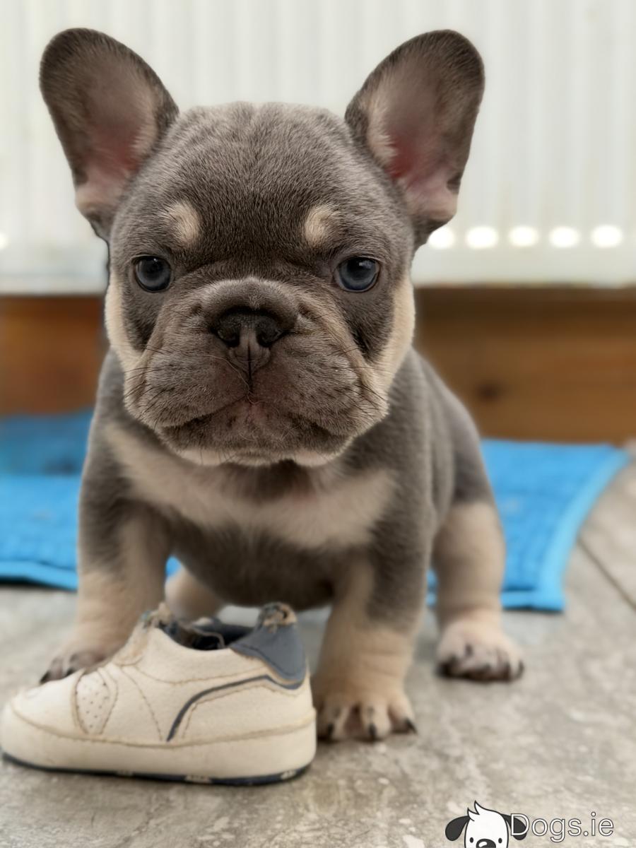 Ranskanbulldogin Pentuja