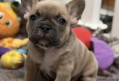 Ranskanbulldogin Pentuja