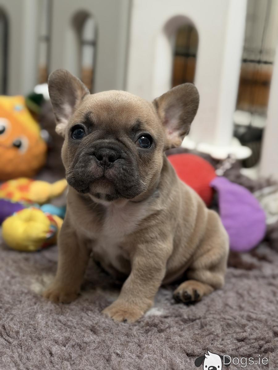 Ranskanbulldogin Pentuja