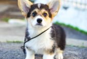 Pembroke Welsh Corgi -koiranpentuja saatavilla