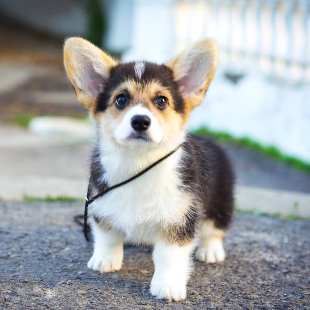Pembroke Welsh Corgi -koiranpentuja saatavilla