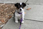 Pembroke Welsh Corgi -koiranpentuja saatavilla