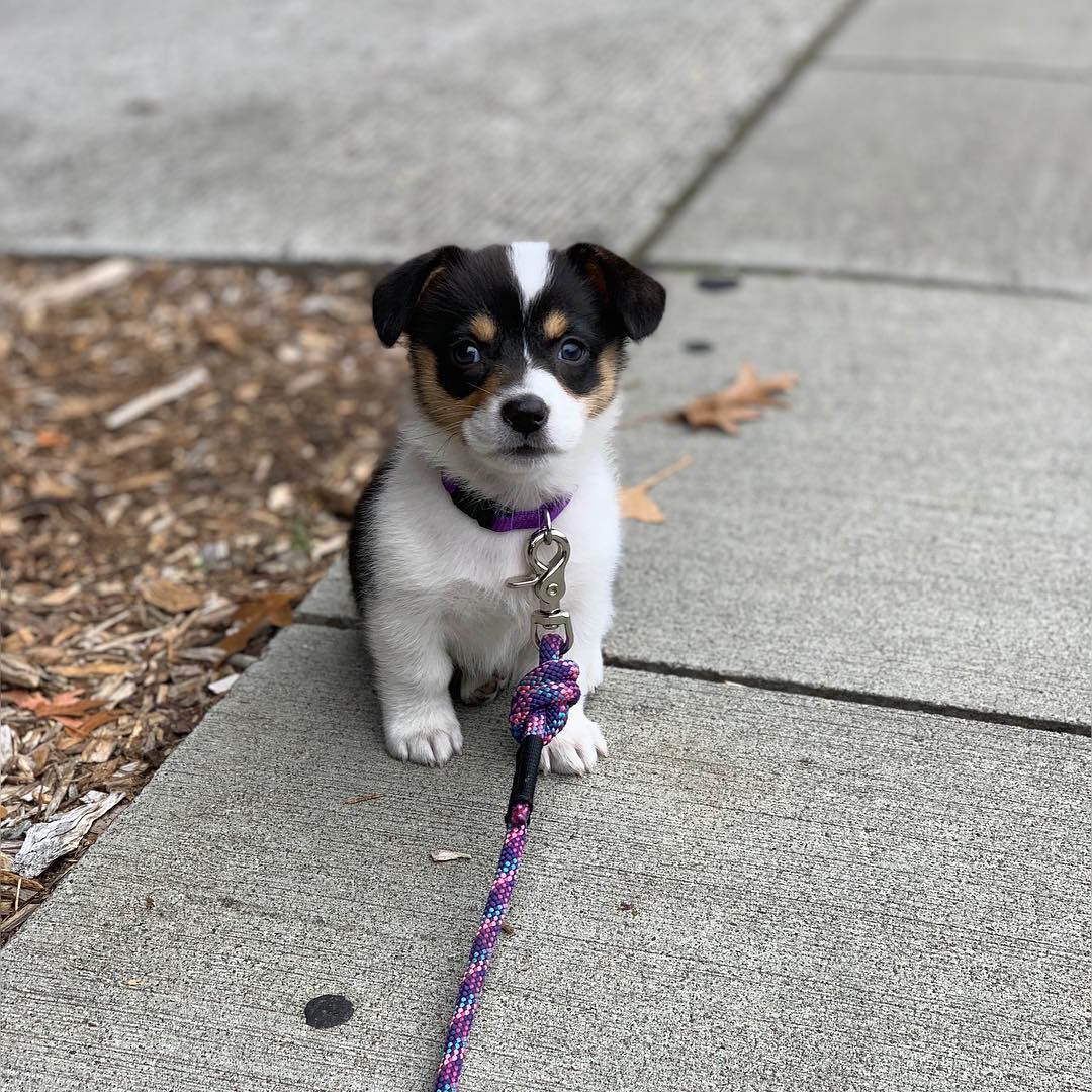 Pembroke Welsh Corgi -koiranpentuja saatavilla