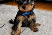 Korkeatasoiset yorkshirenterrierin urospennut (rekisteröity Ruokavirastoon)