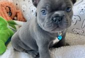 Ranskanbulldogin Pentuja