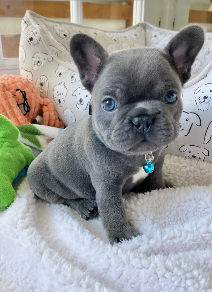 Ranskanbulldogin Pentuja