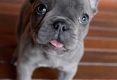 Ranskanbulldogin Pentuja