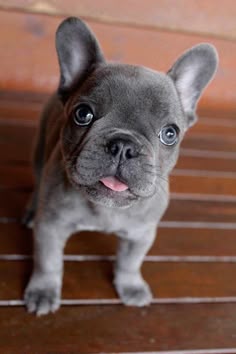 Ranskanbulldogin Pentuja