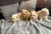 Pomeranian