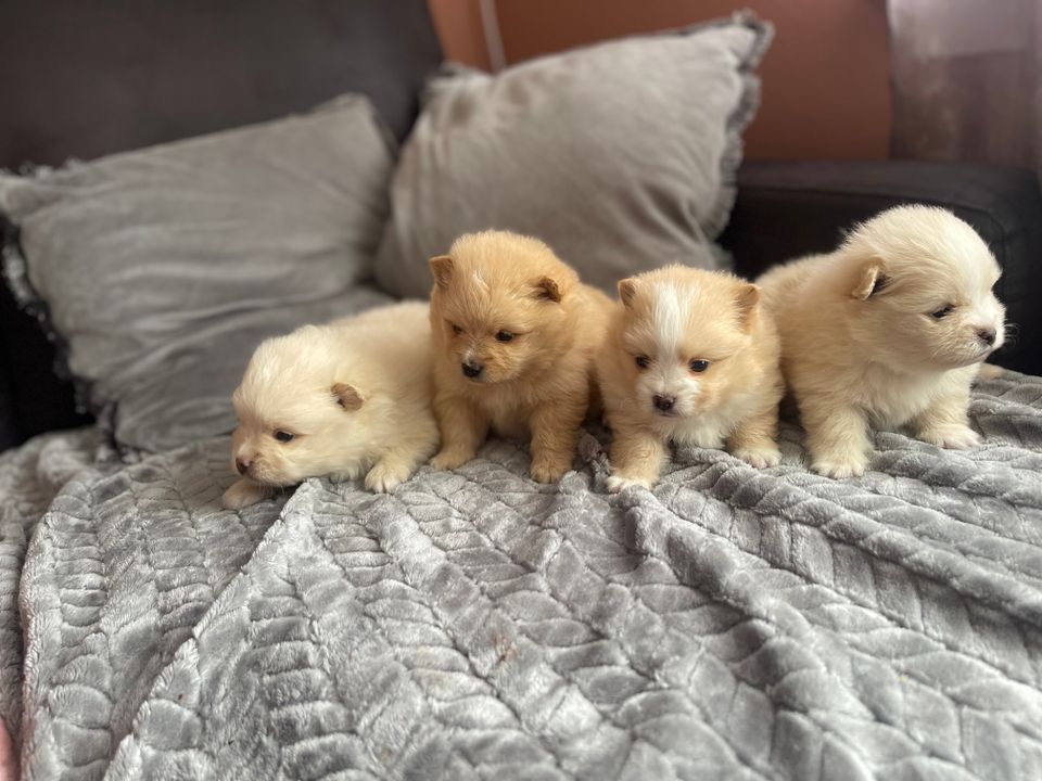 Pomeranian
