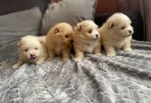 Pomeranian
