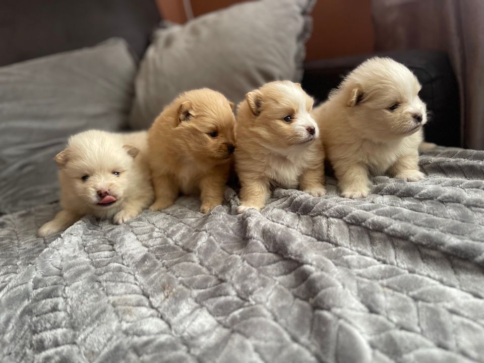 Pomeranian