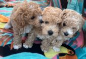 Bichonpoo