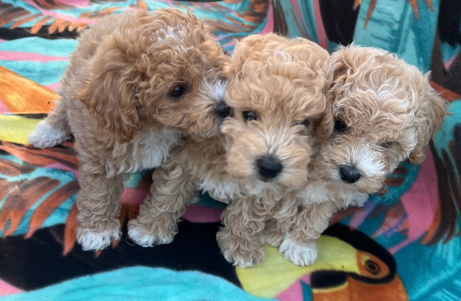 Bichonpoo