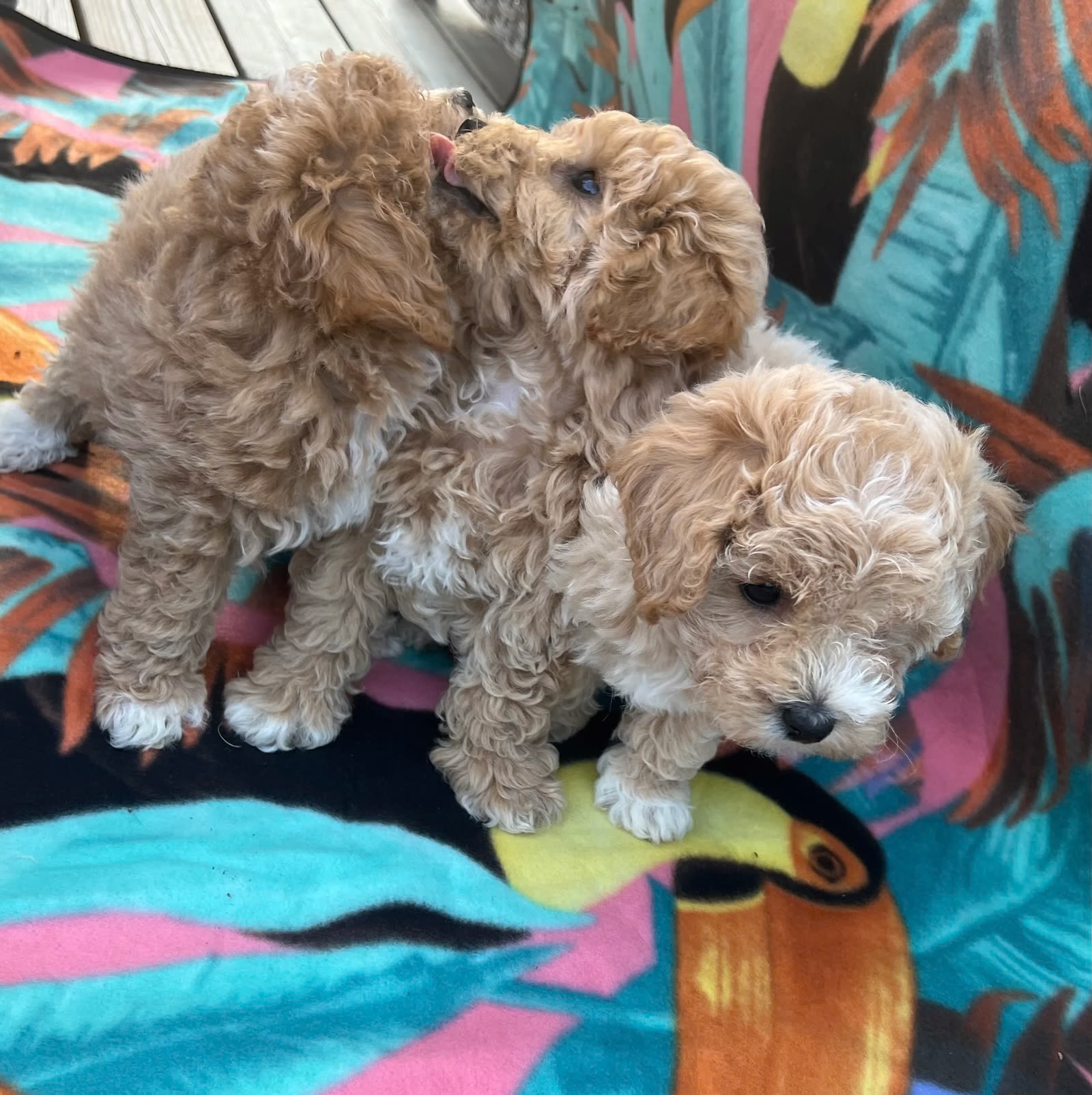 Bichonpoo