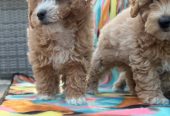 Bichonpoo