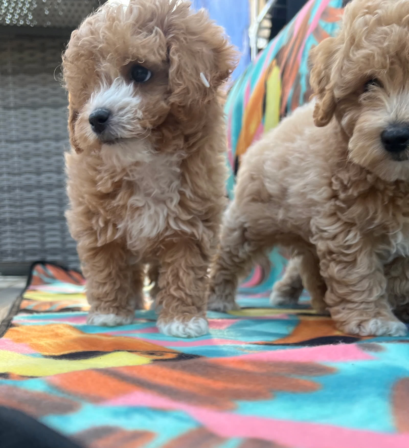 Bichonpoo
