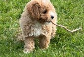 Bichonpoo