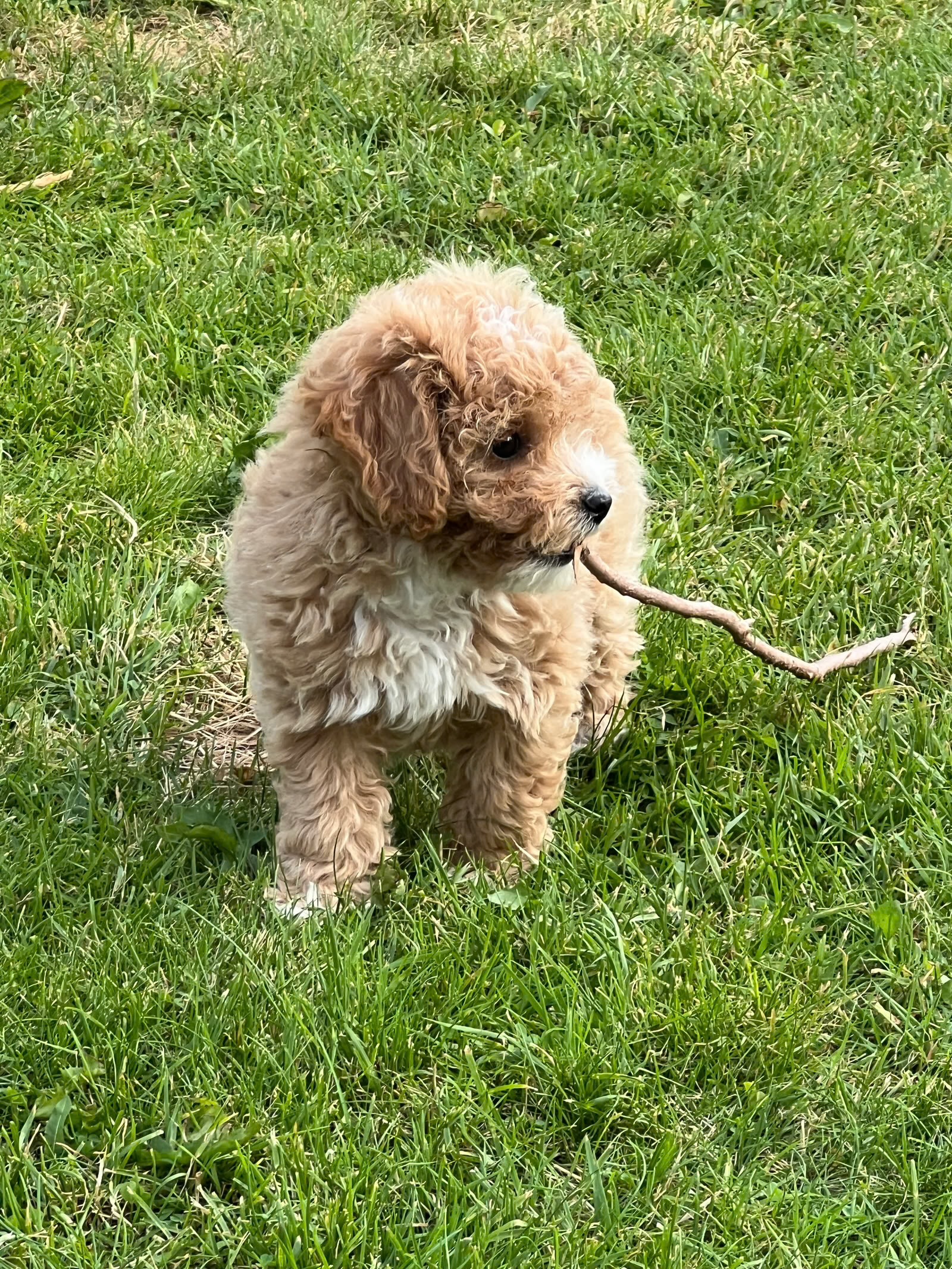 Bichonpoo