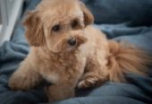 Maltipoo