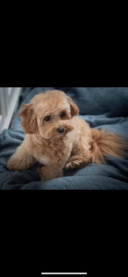 Maltipoo