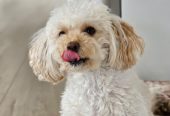 Maltipoo