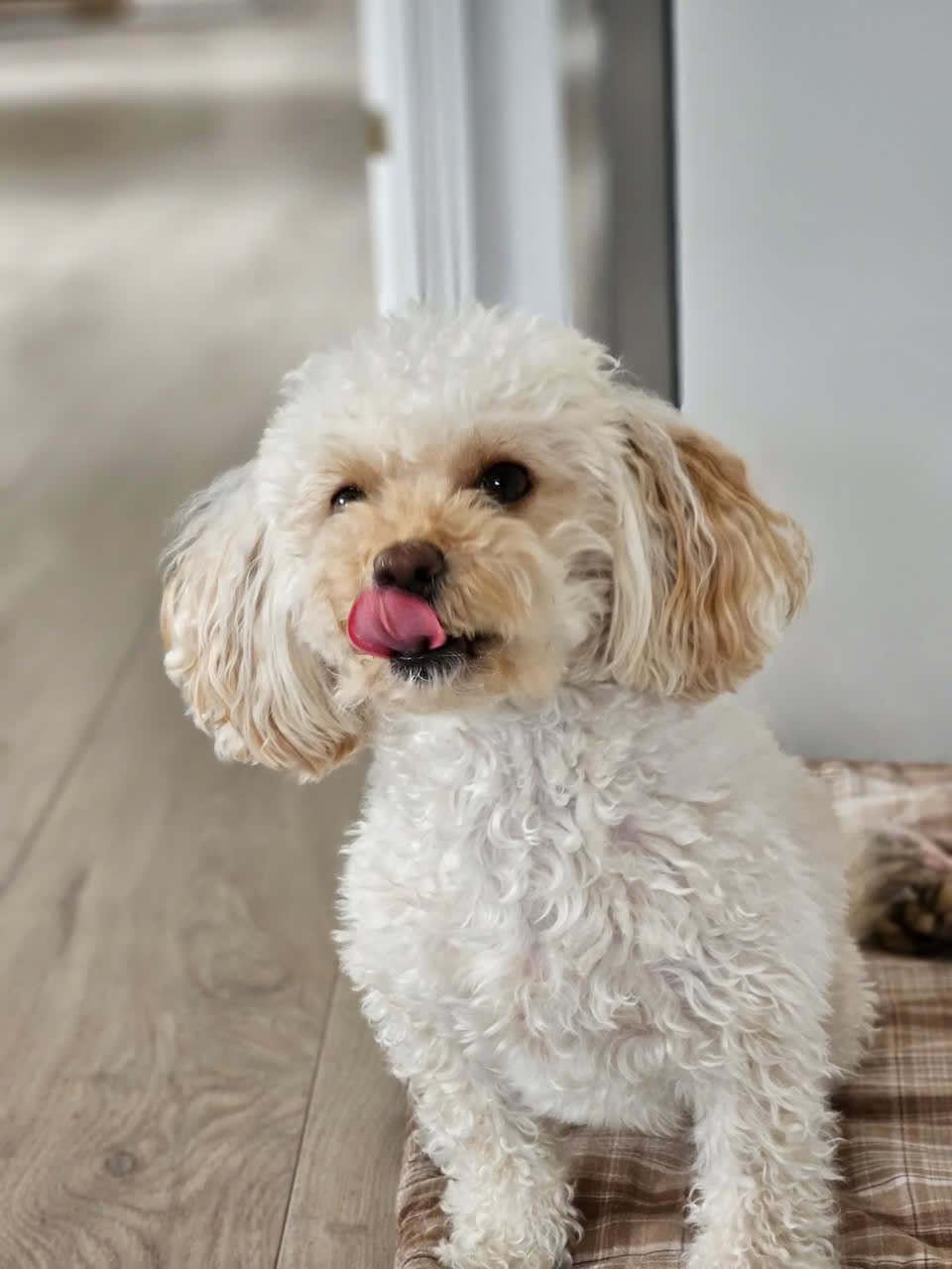 Maltipoo