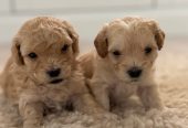 Maltipoo