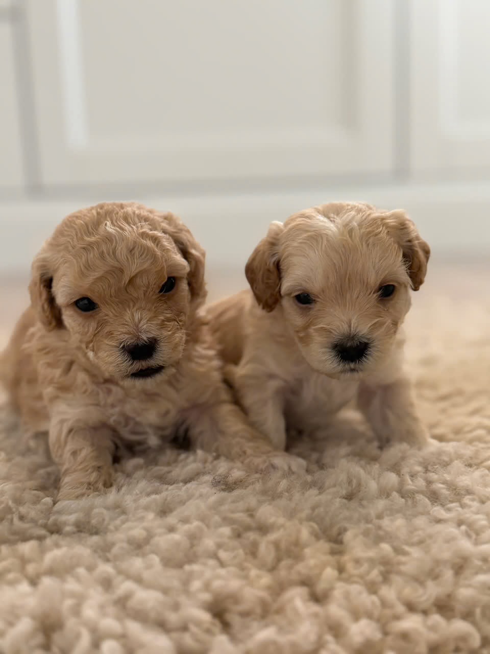 Maltipoo