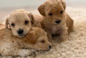 Maltipoo