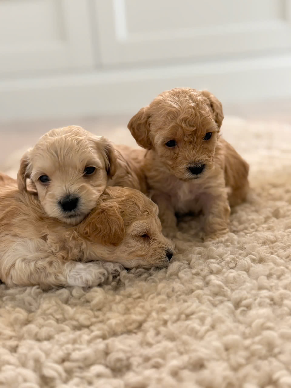 Maltipoo