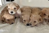 Maltipoo