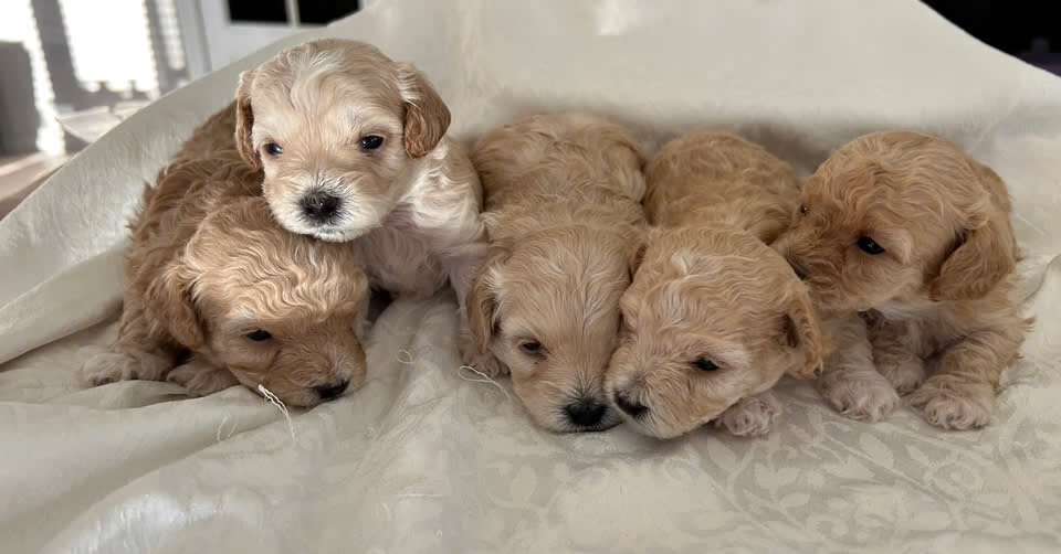 Maltipoo