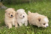 Pomeranian