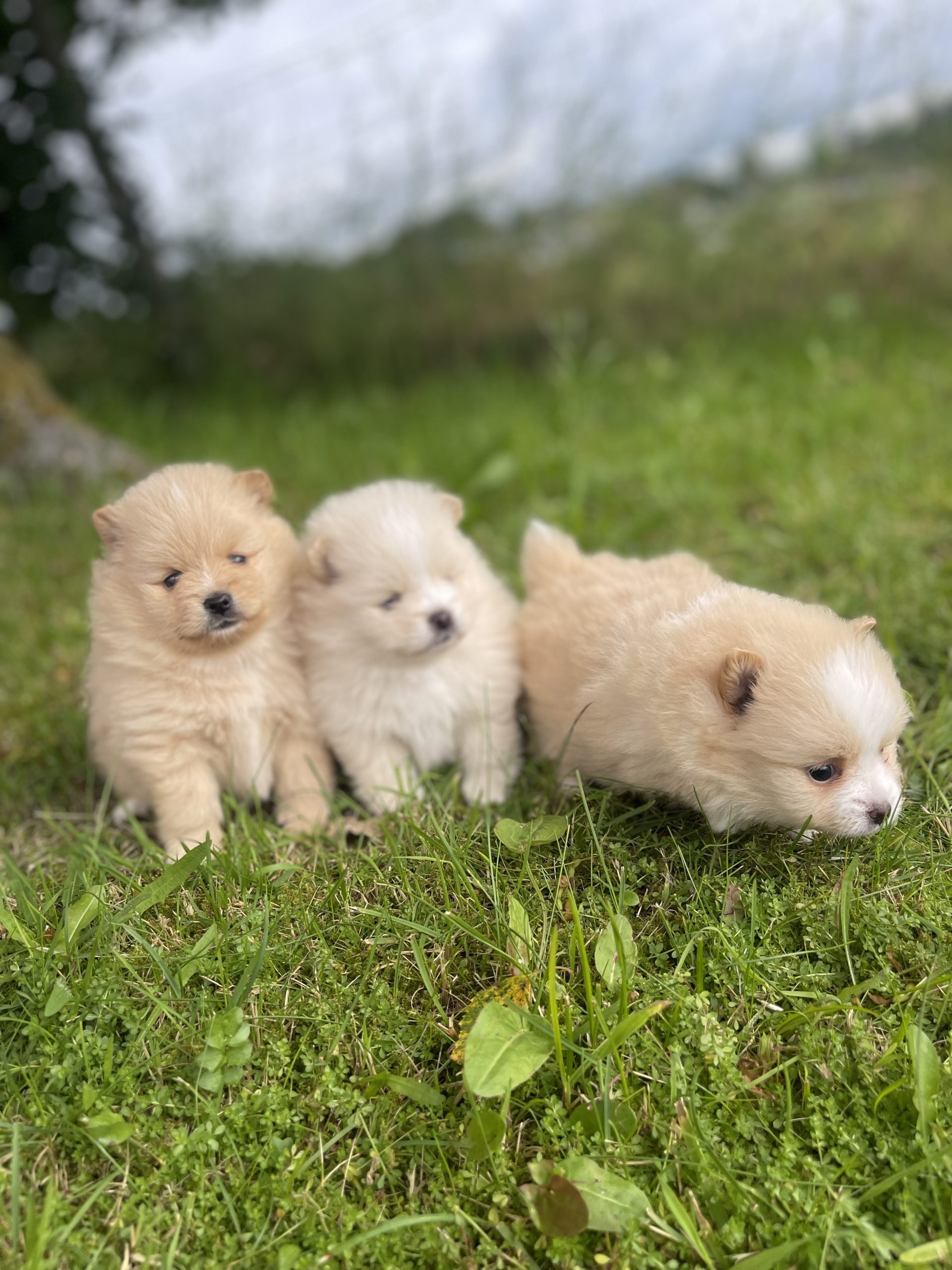 Pomeranian