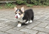 Pembroke Welsh Corgi -koiranpentuja saatavilla