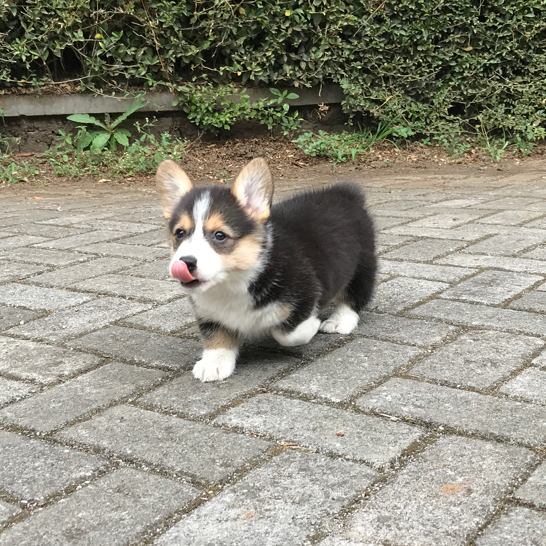 Pembroke Welsh Corgi -koiranpentuja saatavilla