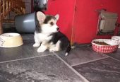 Puhdasrotuiset welsh corgi pembroken pennut (uros ja naaras)