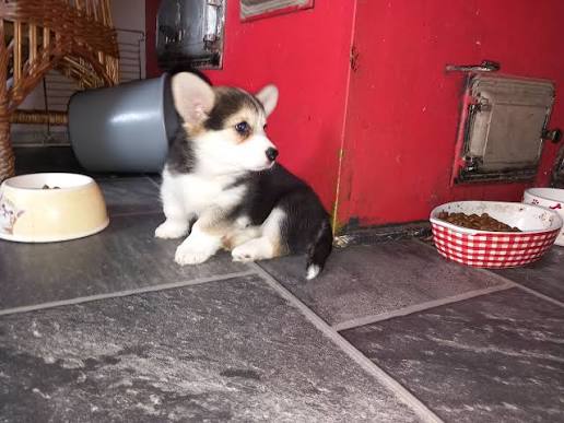 Puhdasrotuiset welsh corgi pembroken pennut (uros ja naaras)